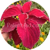 Fairway Red Velvet 10 frön