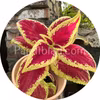 Wizard Scarlet 10 siemenet