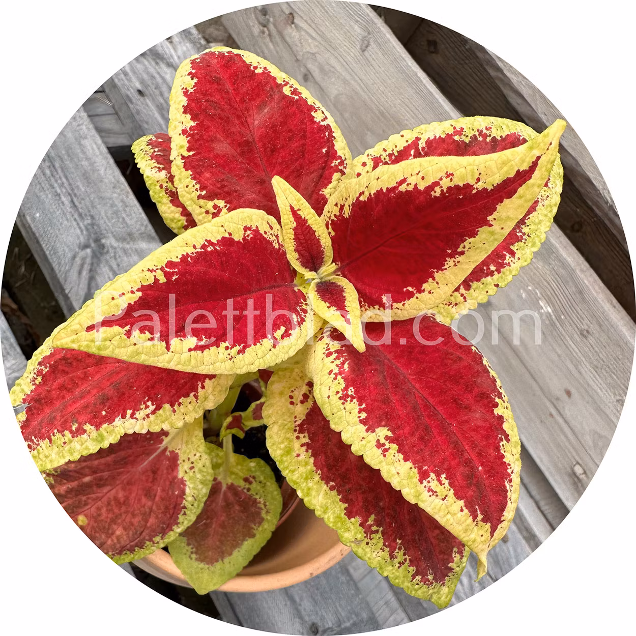 Wizard Scarlet 10 seeds