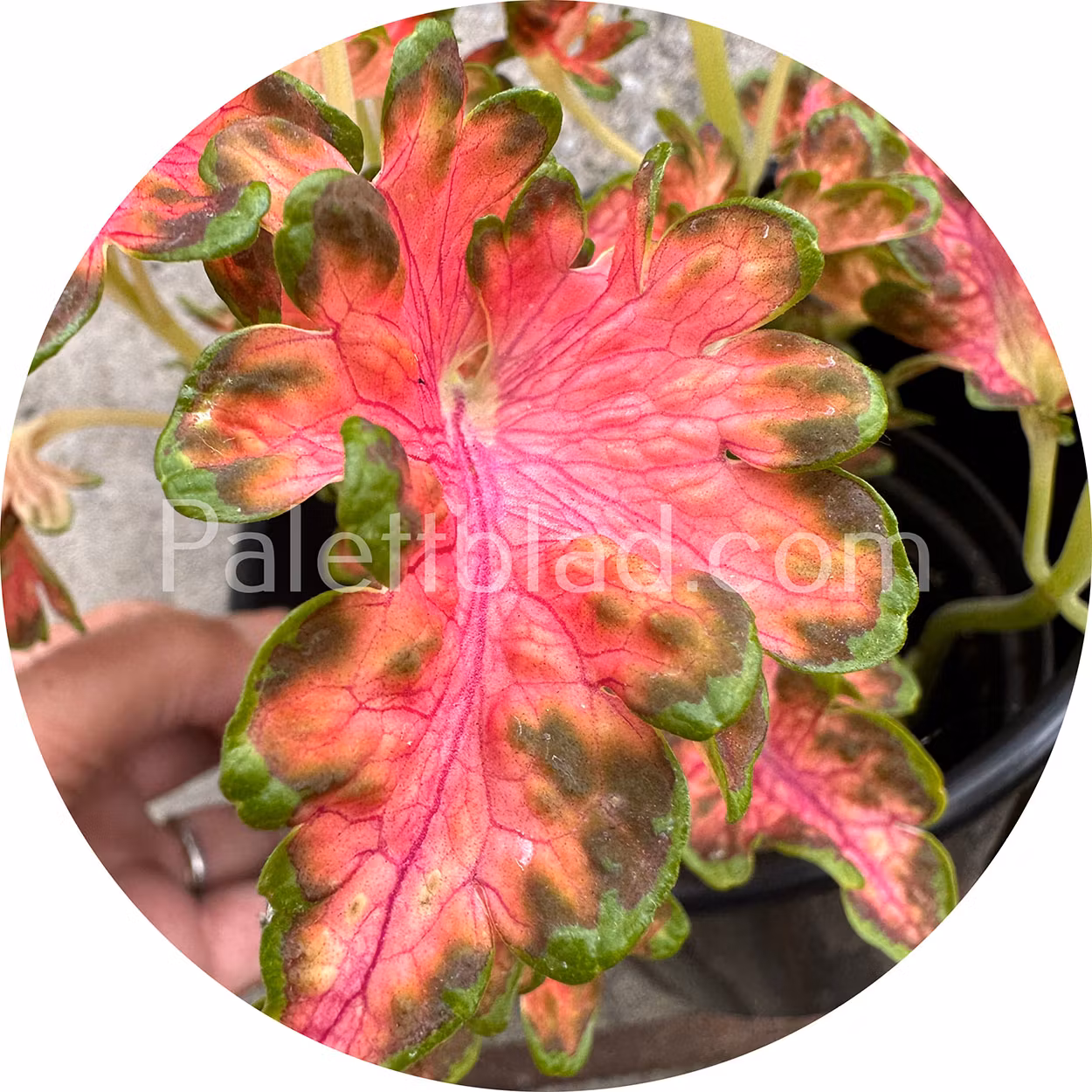 Colocha Scarlet 10 frø