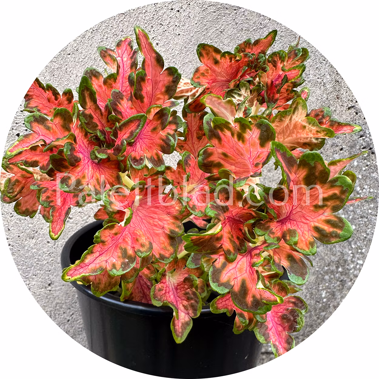 Colocha Scarlet 10 siemenet