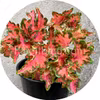 Colocha Scarlet 10 siemenet