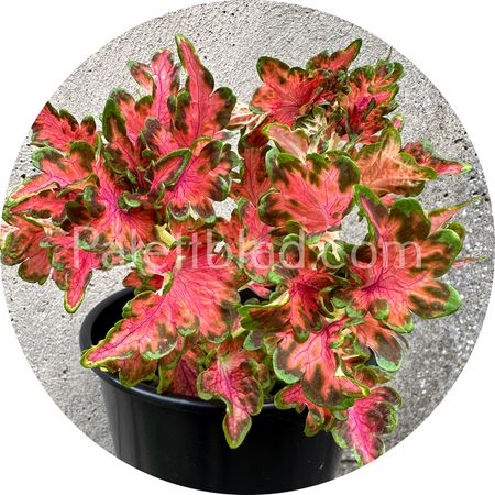 Colocha Scarlet 10 graines