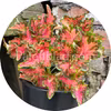Colocha Scarlet 10 siemenet