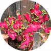 Colocha Rose 10 semillas
