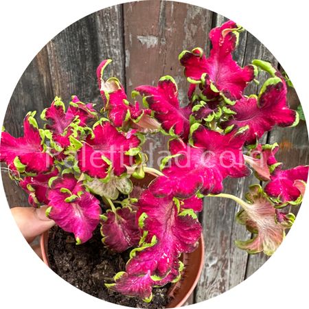 Colocha Rose 10 frø
