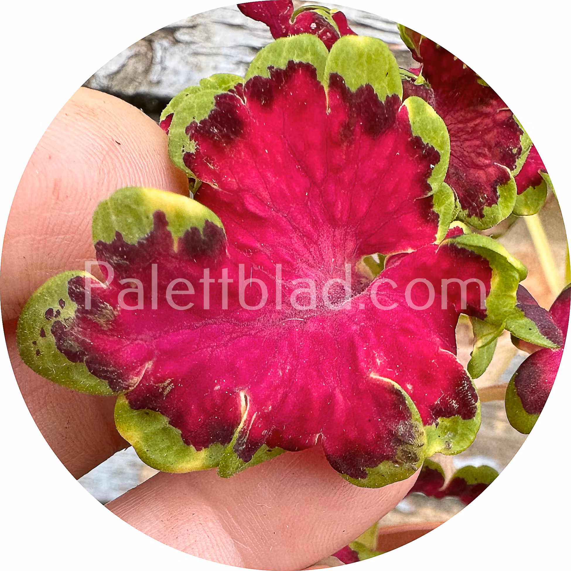 Colocha Rose 10 frön