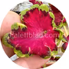 Colocha Rose 10 semillas