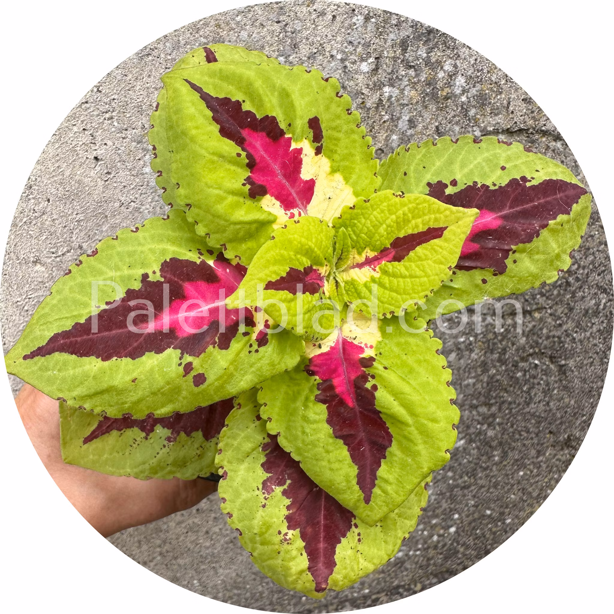 Kong Jr Rose 5 seeds