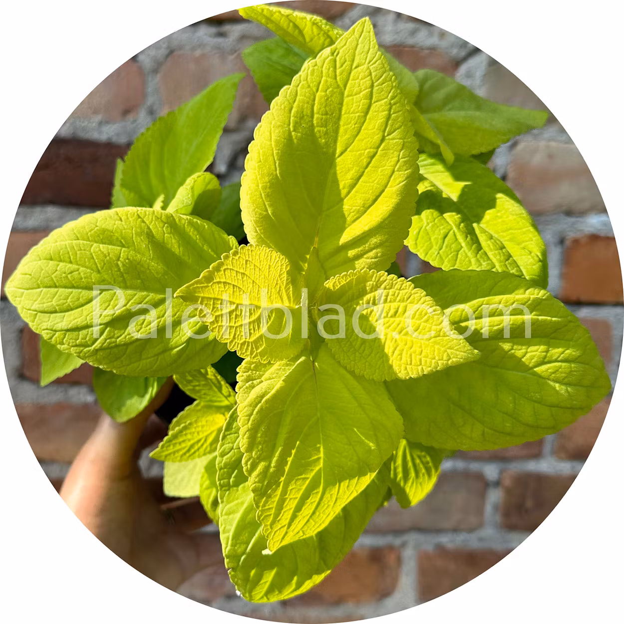 Mezmerize Lime Green 5 seeds