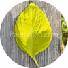 Mezmerize Lime Green 5 semillas