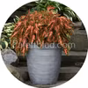Premium Sun Coral Candy 5 semillas