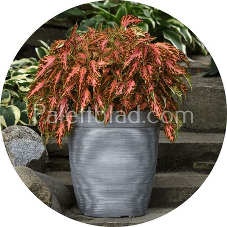 Premium Sun Coral Candy 5 frø