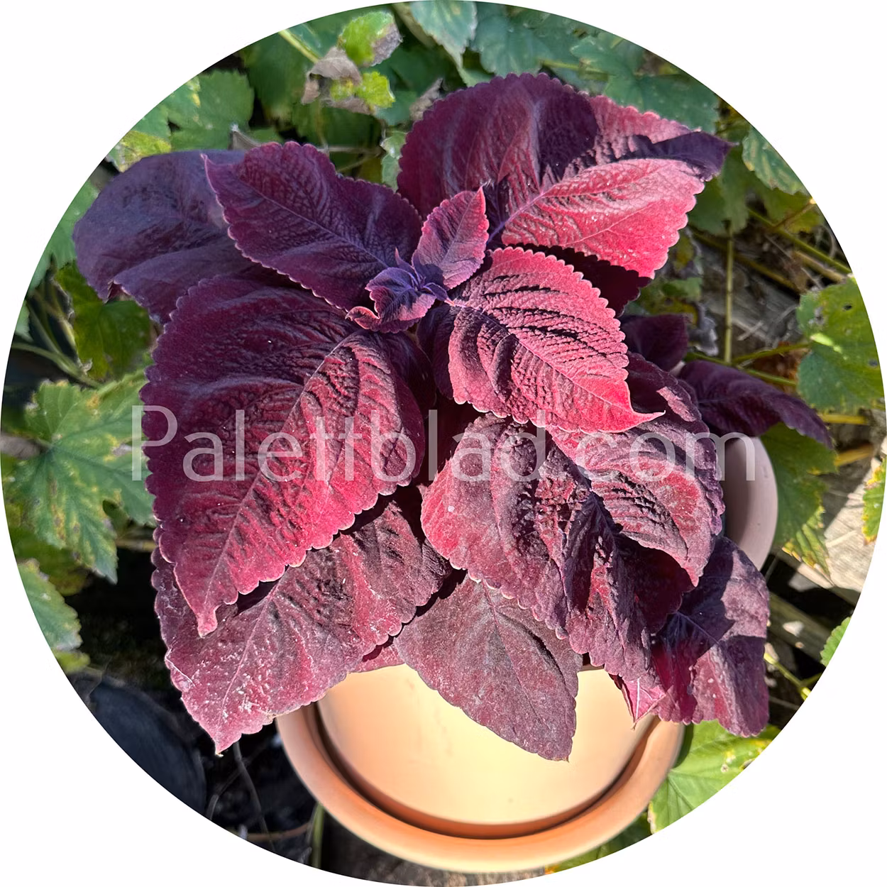 Mezmerize Rusty Red 5 seeds