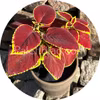 Premium Sun Crimson Gold 5 frön