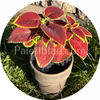 Premium Sun Crimson Gold 5 frön