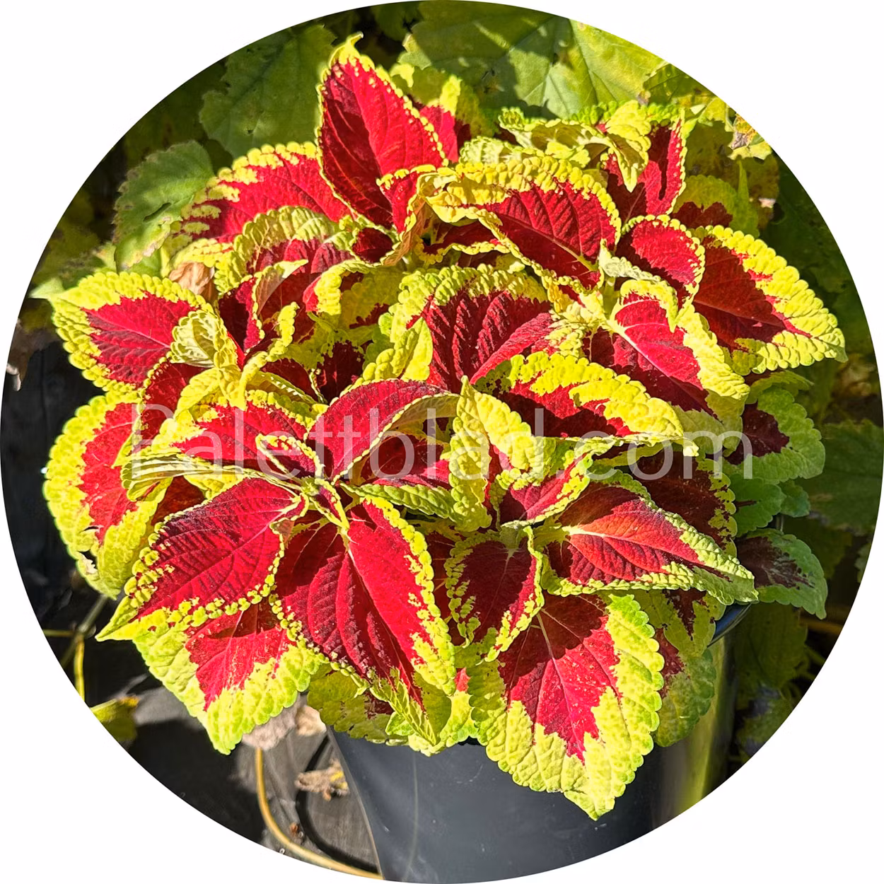Fairway Ruby 10 seeds - Palettblad.com