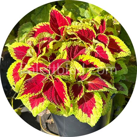 Fairway Ruby 10 graines