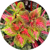 Kong Salmon Pink 5 graines