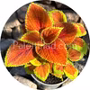 Fairway Orange 10 frön