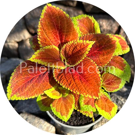 Fairway Orange 10 frø