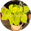 Mezmerize Lime Green 5 semillas
