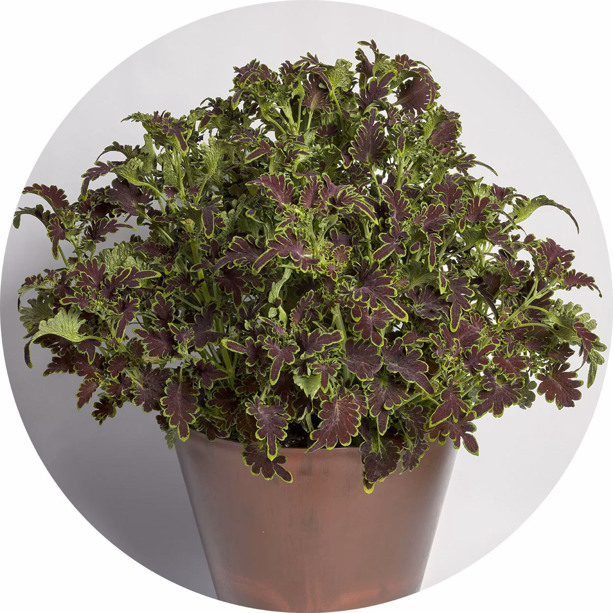 Colocha Chocolate Green 10 frön