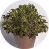 Colocha Chocolate Green 10 frön