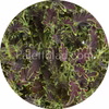 Colocha Chocolate Green 10 frön