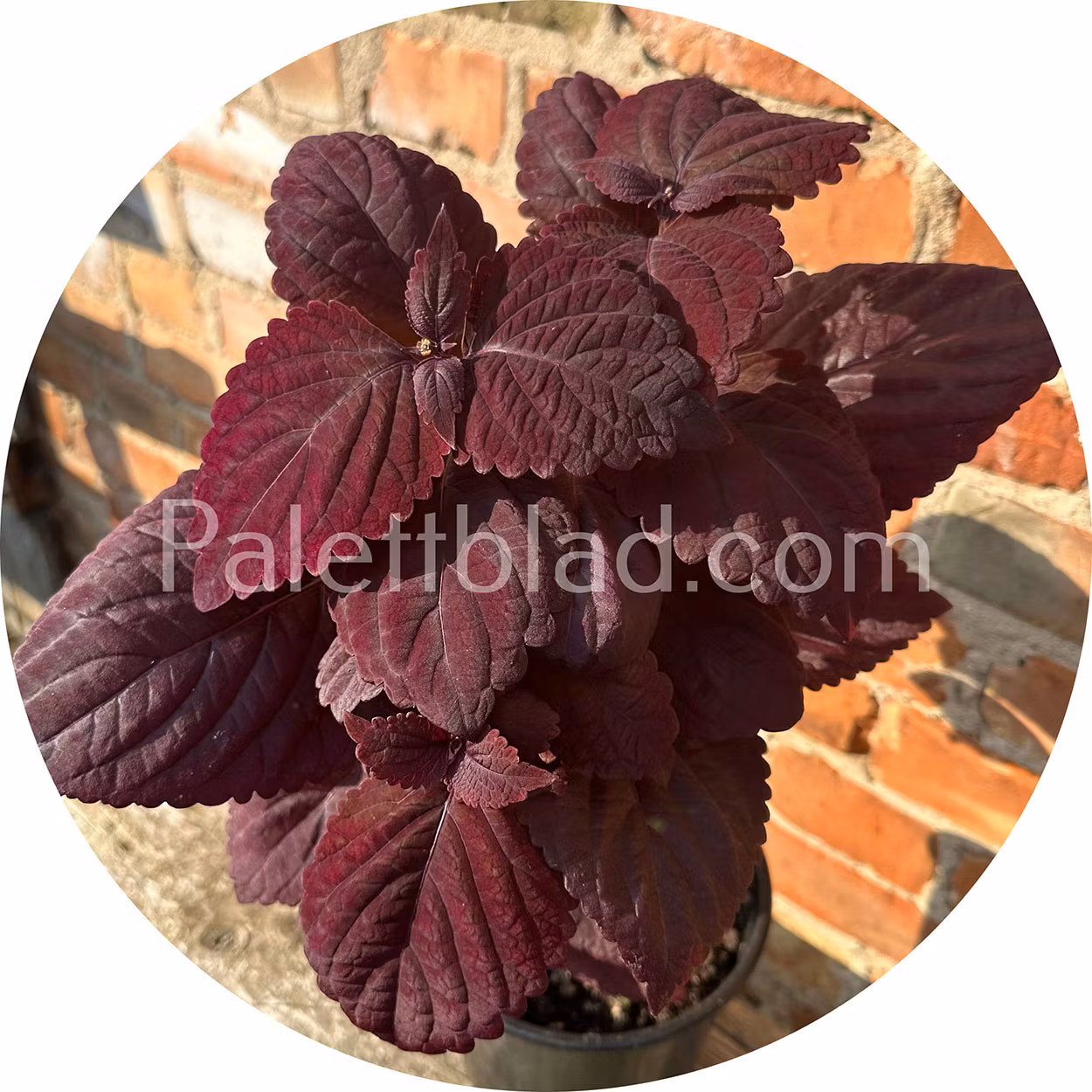 Giant Exhibition Palisandra 10 seeds