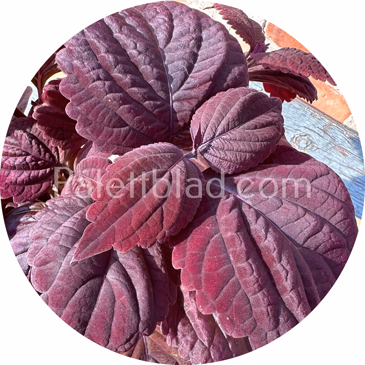 Giant Exhibition Palisandra 10 seeds