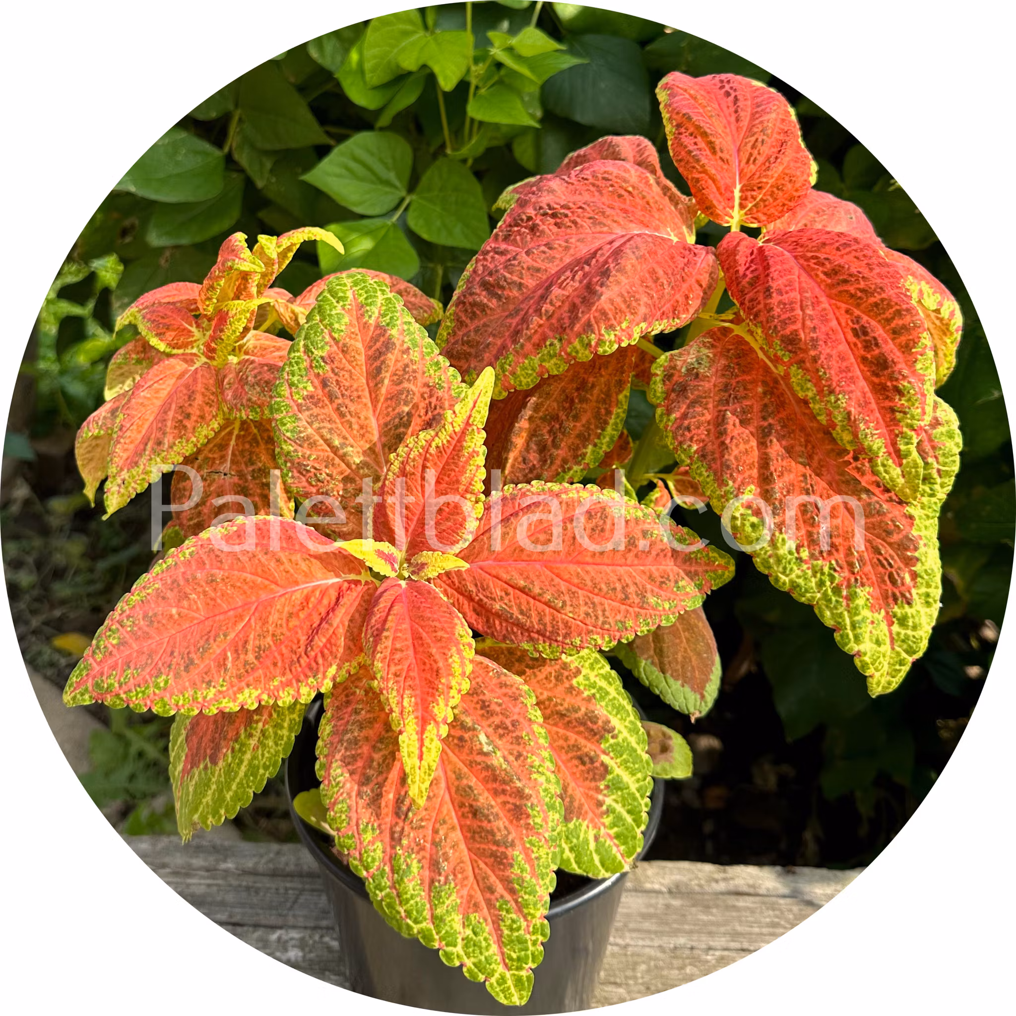 Giant Exhibition Rustic Red 10 seeds