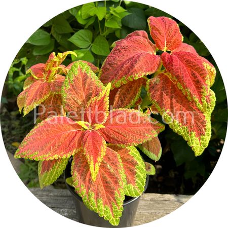 Giant Exhibition Rustic Red 10 graines