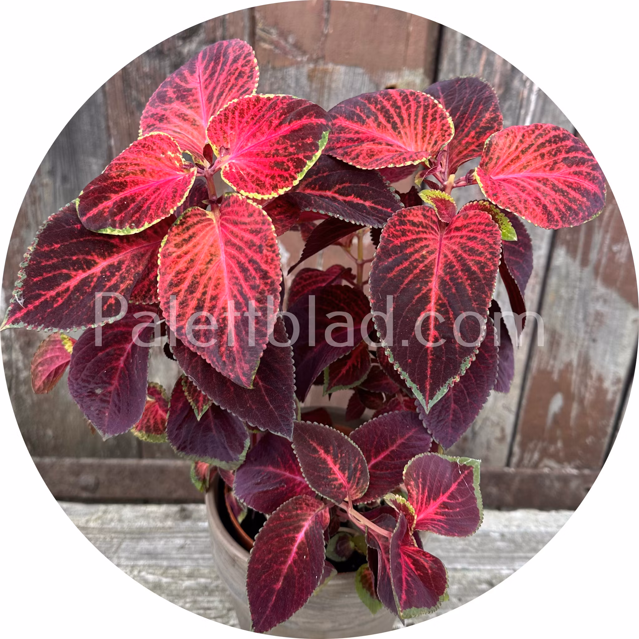 Wizard Velvet Red 10 frø