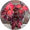 Wizard Velvet Red 10 frön