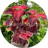 Wizard Velvet Red 10 frön