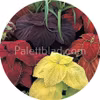Medium deal 8 sachets de graines