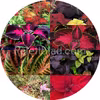 Medium deal 8 sachets de graines