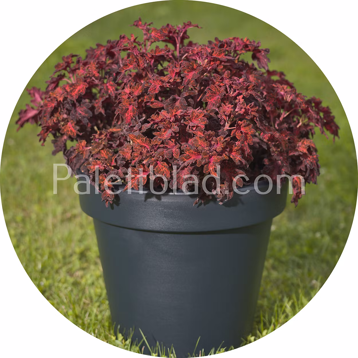 Colocha Red 10 Samen