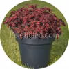 Colocha Red 10 frø