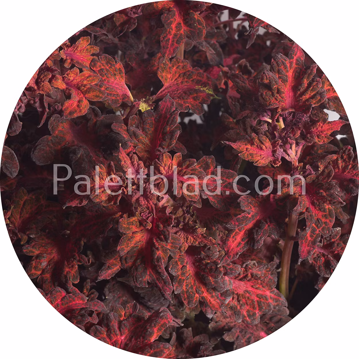 Colocha Red 10 frø