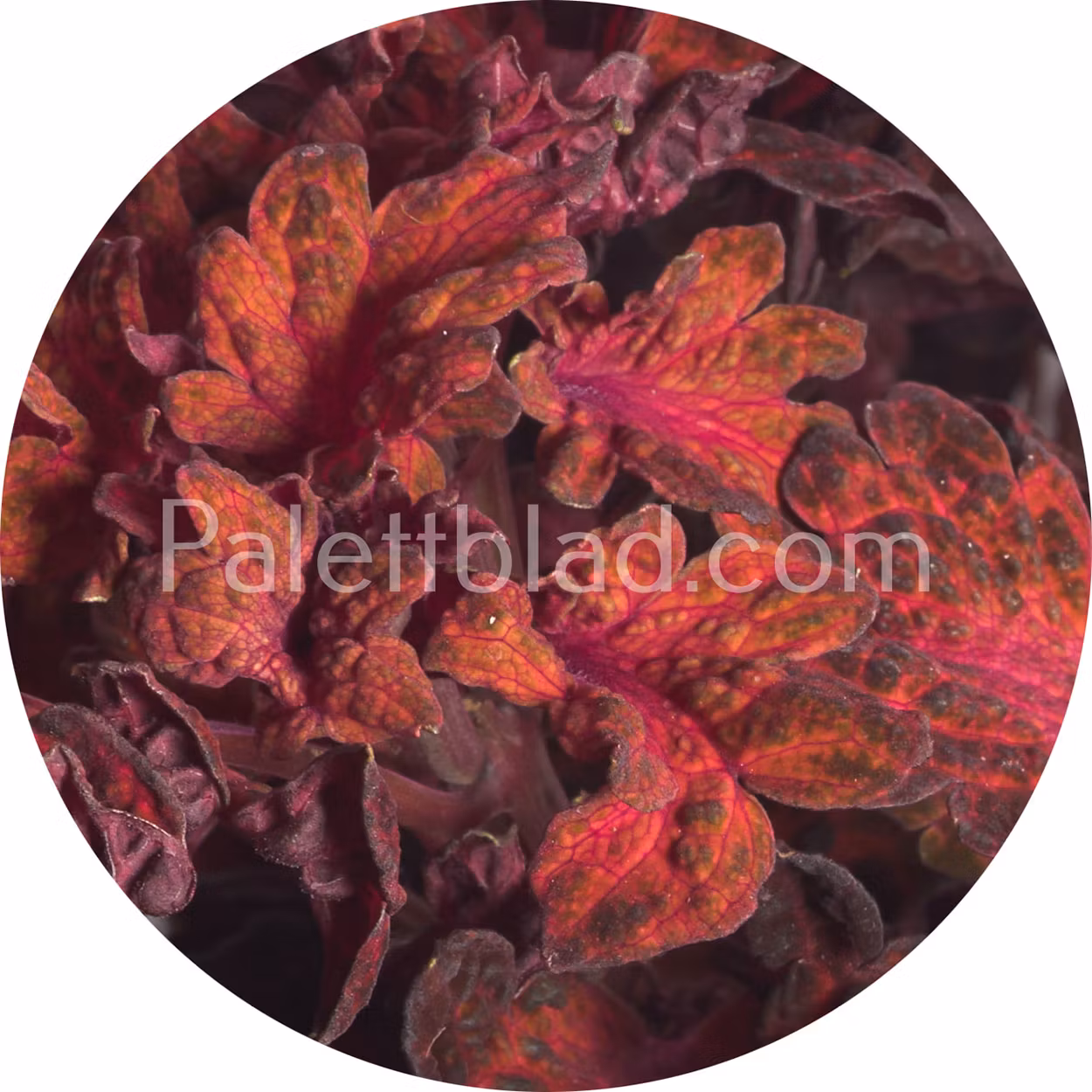 Colocha Red 10 frø