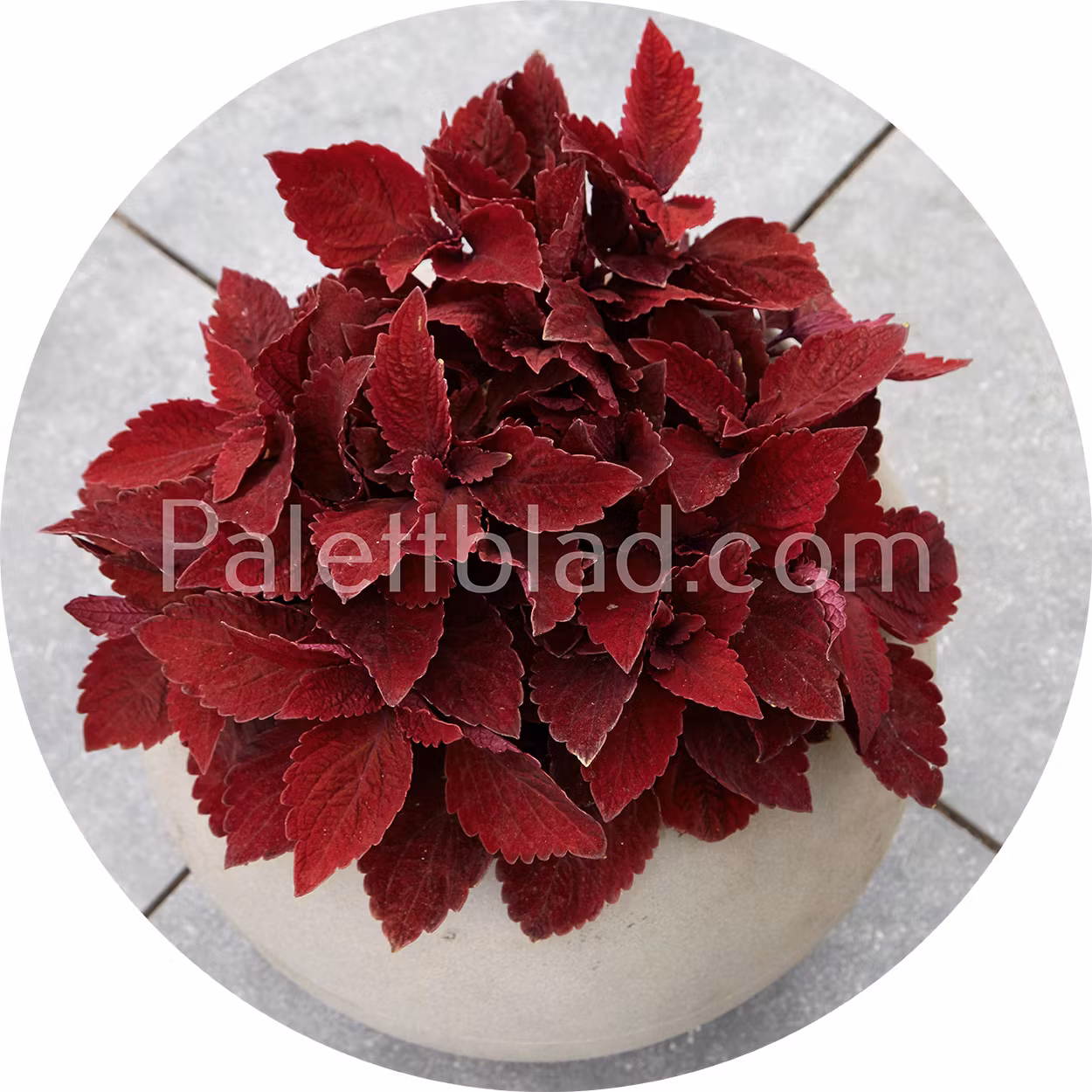 Premium Sun Sweet Paprika 5 frön