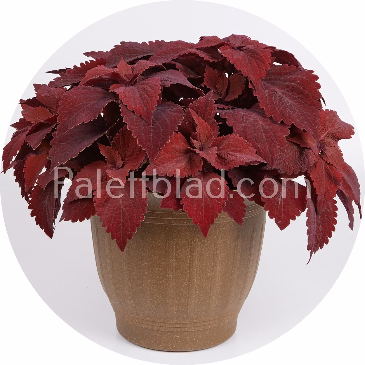 Premium Sun Sweet Paprika 5 frön