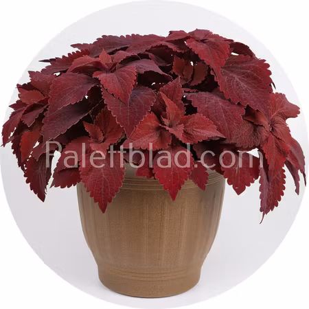 Premium Sun Sweet Paprika 5 frön