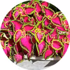 Premium Sun Chocolate Covered Cherry 5 zaden