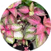 Premium Sun Rose To Lime Magic 5 frön