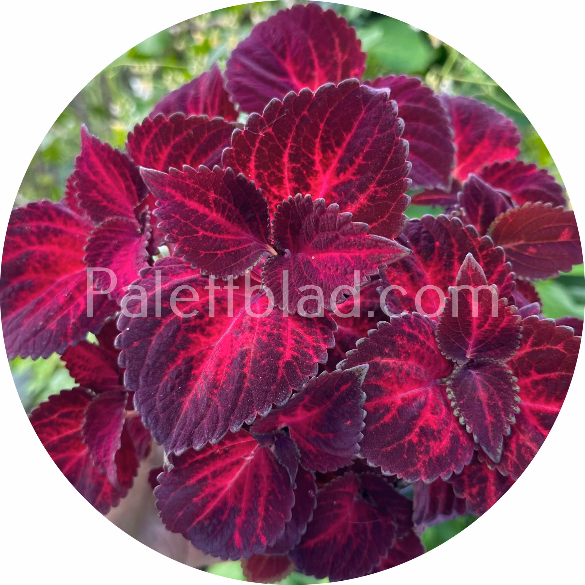 Superfine Rainbow Red Velvet 10 frön