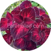 Superfine Rainbow Red Velvet 10 Samen