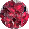 Superfine Rainbow Red Velvet 10 Samen